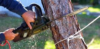Best Tree Maintenance Programs  in Valdosta, GA