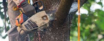 Best Seasonal Cleanup (Spring/Fall)  in Valdosta, GA