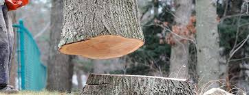 Best Hazardous Tree Removal  in Valdosta, GA