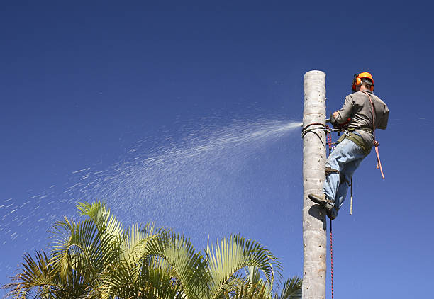 Best Tree Risk Assessment  in Valdosta, GA