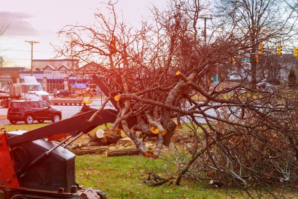 Trusted Valdosta, GA Tree Care Experts