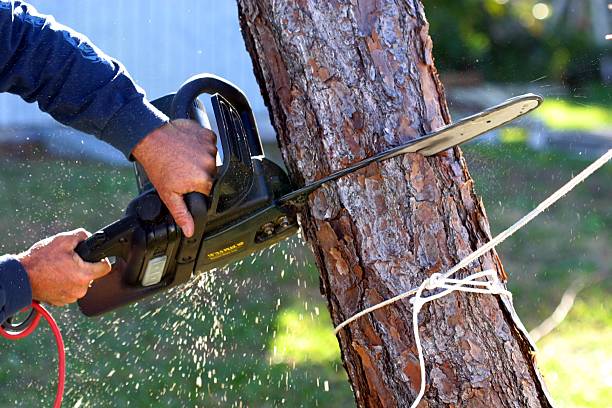 Best Tree Preservation Services  in Valdosta, GA
