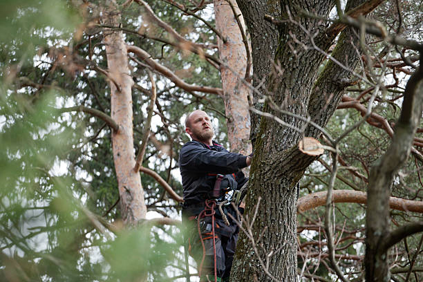 Best Tree Mulching  in Valdosta, GA