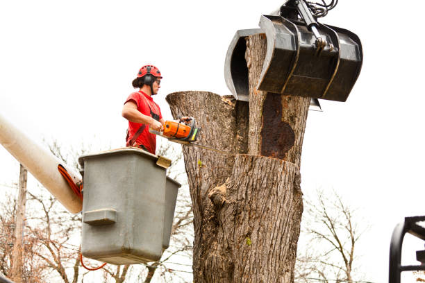 Best Utility Line Clearance  in Valdosta, GA