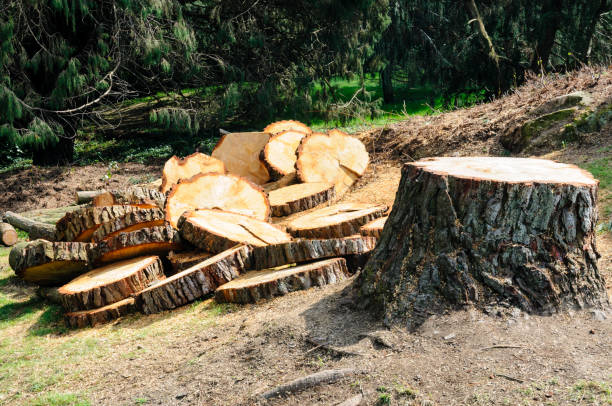 Best Tree Trimming and Pruning  in Valdosta, GA